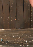 Lorelei Lee Hot pussy on a copper roof.