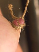 Penny Pax has been Felony'ed