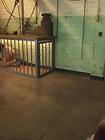 Busty Brunette in for a Sure Shock Fuck