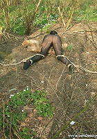 Woodland Bondage