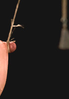 Dana DeArmondSpread, stuffed, and vibrated.Stretched out on toes and made to cum!