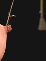 Dana DeArmondSpread, stuffed, and vibrated.Stretched out on toes and made to cum!