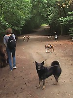 The Dog Walk
